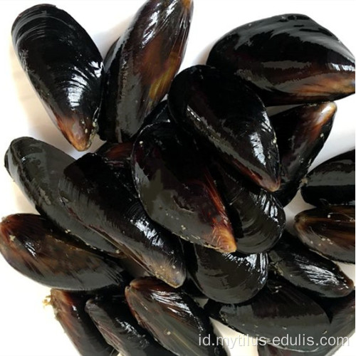 kerang hitam kerang biru kerang kalengan